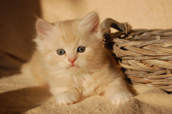 Ravell mit 6 Wochen.jpg